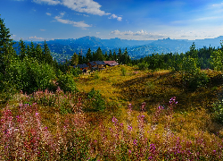 Rumunia, Góry, Karpaty, Polana, Drzewa, Domy, Lato