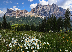 Góry, Dolomity, Łąka, Białe, Kwiaty, Drzewa, Włochy
