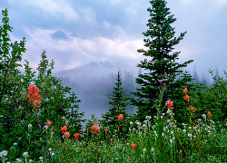 Stany Zjednoczone, Waszyngton, Park Narodowy Mount Rainier, Łąka, Kwiaty, Drzewa, Mgła