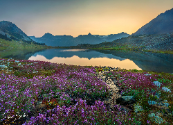 Góry, Jezioro Russet, Drzewo, Kwiaty, Kamienie, Park prowincjonalny Garibaldi, Kolumbia Brytyjska, Kanada