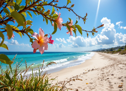 Morze, Plaża, Kwiaty, Gałązki
