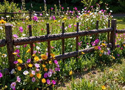 Ogrodzenie, Łąka, Trawa, Kwiaty