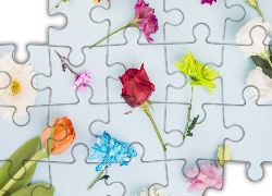Kolorowe, Kwiaty, Róża, Tulipan, Stokrotka, Gerbera, Chryzantemy, Goździk