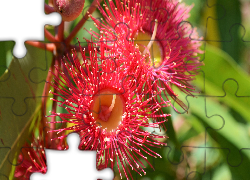Kwiat, Drzewo, Corymbia Ficifolia