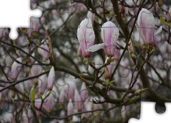 Magnolia, Gałązki, Różowe, Kwiaty