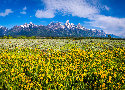 Stany Zjednoczone, Stan Wyoming, Park Narodowy Grand Teton, Góry, Pole, Łąka, Żółte, Kwiaty