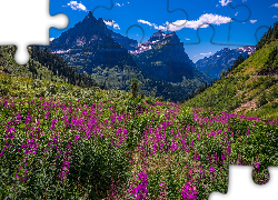 Park Narodowy Glacier, Góry Skaliste, Łąka, Kwiaty, Drzewa, Montana, Stany Zjednoczone