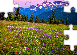 Góry, Łąka, Kwiaty, Stratowulkan Mount Rainier, Park Narodowy Mount Rainier, Stan Waszyngton, Stany Zjednoczone
