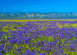 Łąka, Fioletowe, Kwiaty, Góry, Równina Carrizo, Kalifornia, Stany Zjednoczone
