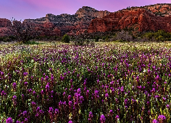 Kwiaty, Łąka, Góry, Sedona, Arizona, Stany Zjednoczone