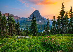 Stany Zjednoczone, Montana, Park Narodowy Glacier, Góry, Drzewa, Łąka, Kwiaty