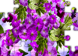 Fioletowe, Kwiaty, Petunia, Grafika