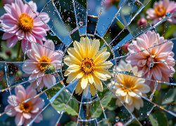 Kwiaty, Pęknięte, Szkło, Pęknięty ekran