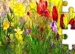 Kwiaty, Maki, Tulipany, Trawa, Grafika 2D