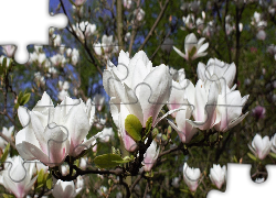 Kwitnące, Białe, Magnolie