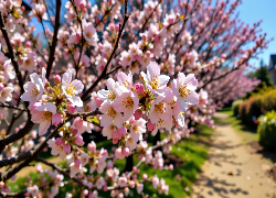 Kwiaty, Gałązka, Kwitnące, Drzewo owocowe, Ścieżka, Grafika AI