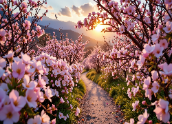 Wiosna, Kwitnące, Drzewa, Gałązki, Różowe, Kwiaty, Ścieżka, Zachód słońca