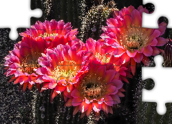 Kaktusy, Kwiaty, Światło