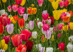 Tulipany, Kwiaty, Płatki, Kolorowe, Trawa