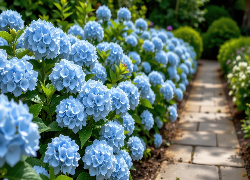 Niebieskie, Hortensje, Krzewy, Alejka