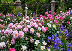 Ogród, Kwiaty, Piwonie, Irysy