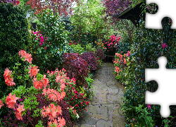 Ogród, Różaneczniki, Rododendrony