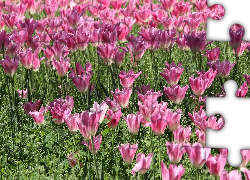Kwiaty, Tulipany, Różowe, Rozkwitnięte