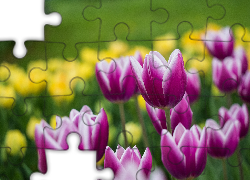 Kwiaty, Rozwinięte, Tulipany