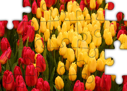 Kwiaty, Czerwone, Żółte, Tulipany