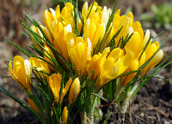 Kwiaty, Krokusy, Żółte, Wiosna