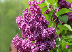 Kwitnący, Jasnofioletowy, Lilak, Bez, Liście