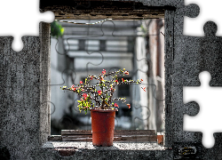 Okno, Kwiat, Kolce, Doniczka