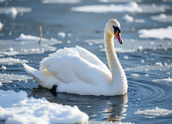 Łabędź, Woda, Śnieg