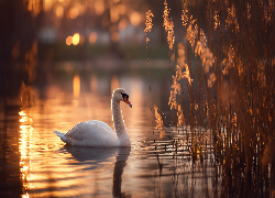 Łabędź, Szuwary, Woda, Grafika AI
