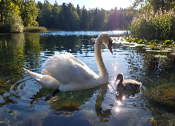 Dwa, Łabędzie, Mały, Łabędź, Jezioro