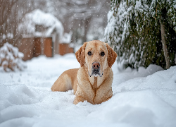 Pies, Labrador retriever, Zima, Śnieg