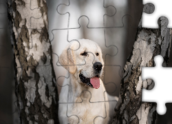 Pies, Labrador retriever, Pnie, Drzew, Brzozy, Rozmyte tło