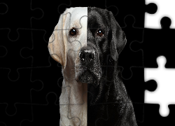 Pies, Labrador retriever, Czarno-biały, Ciemne, Tło