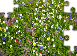 Kwiaty, Łąka, Rumianki, Chabry