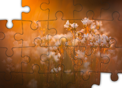 Łąka, Białe, Kwiaty, Rozmyte, Tło