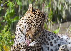 Leżący, Lampart, Język