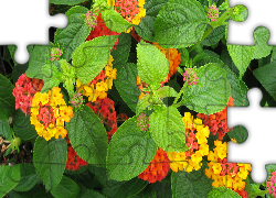Kwiaty, Lantana pospolita