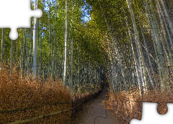Bambusy, Las bambusowy, Droga, Arashiyama, Kioto, Japonia
