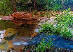 Skały, Rzeka, Jezioro, Las, Drzewa, Kwiaty, Szlak, West Fork of Oak Creek, Sedona, Arizona, Stany Zjednoczone