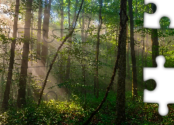 Stany Zjednoczone, Stan Pensylwania, Region Laurel Highlands, Park miejski Ohiopyle State Park, Las, Przebijające Światło