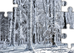 Zima, Las, Przebijające światło, Drzewa