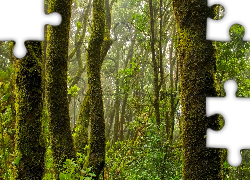 Las, Omszałe, Drzewa, Mech