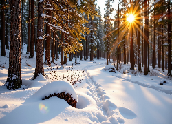 Zima, Las, Drzewa, Promienie słońca, Grafika AI