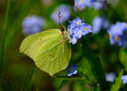 Motyl, Latolistek cytrynek, Niebieskie, Niezapominajki