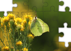 Motyl, Latolistek cytrynek, Owad, Kwiaty